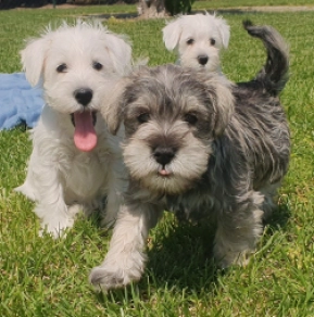 Miniature Schnauzer puppy for sale