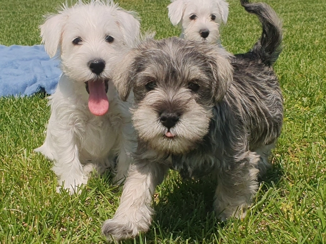 Perros Schnauzer Miniatura en venta
