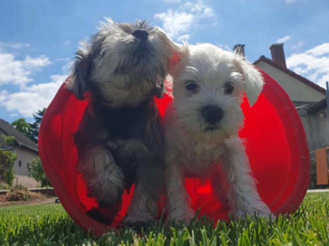 Perros Schnauzer Miniatura en venta