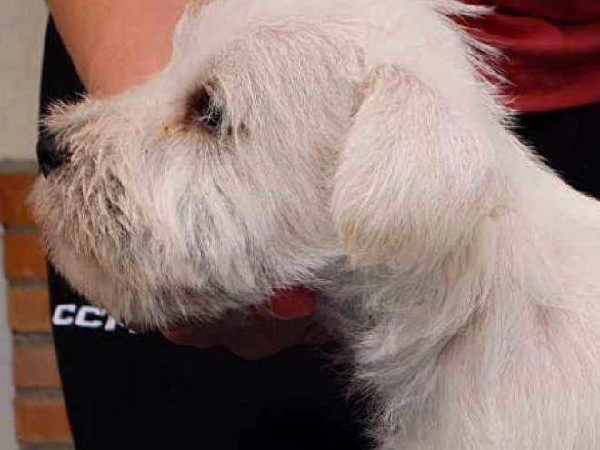 Zwergschnauzer Welpe kaufen