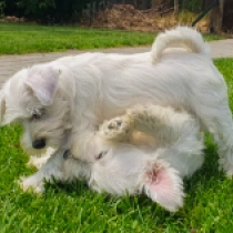 Gabriel, white Miniature Schnauzer for sale