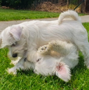 Miniature Schnauzer puppy for sale