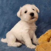 Gabriel, white Zwergschnauzer Welpen kaufen