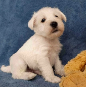 Zwergschnauzer Welpe kaufen