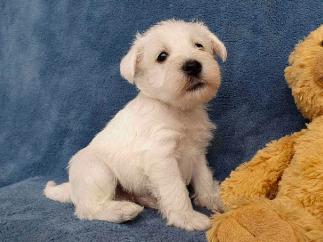 Zwergschnauzer Welpe kaufen