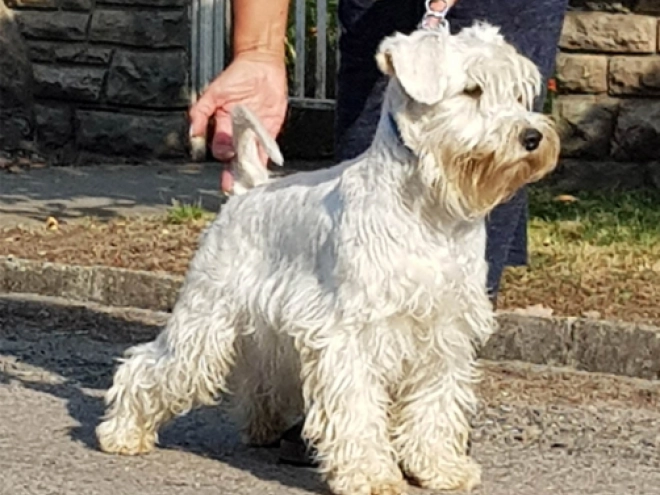 Zwergschnauzer Welpe kaufen