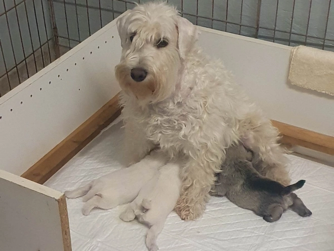 Zwergschnauzer Welpe kaufen
