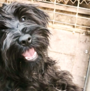 Perros Schnauzer Miniatura en venta