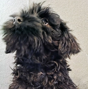 Perros Schnauzer Miniatura en venta