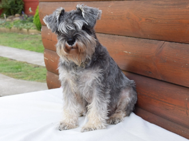 Miniature Schnauzer puppy for sale