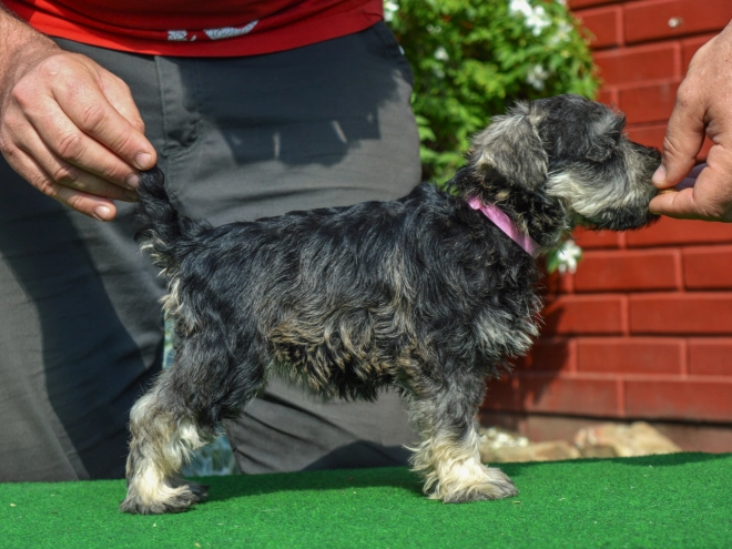Perros Schnauzer Miniatura en venta