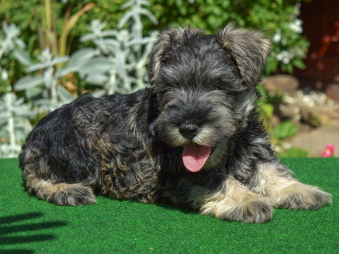 Perros Schnauzer Miniatura en venta