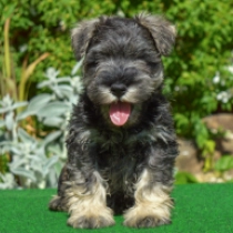 Cindy, salt and pepper Schnauzer Miniatura en venta
