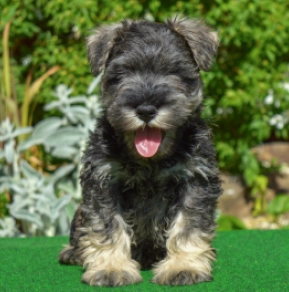 Perros Schnauzer Miniatura en venta
