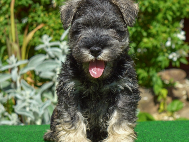 Perros Schnauzer Miniatura en venta