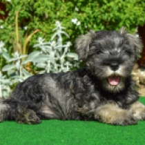 Chanel, salt and pepper Schnauzer Miniatura en venta