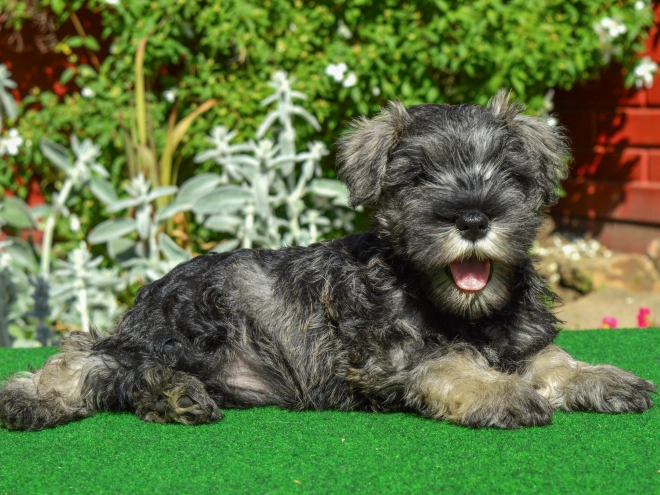 Perros Schnauzer Miniatura en venta