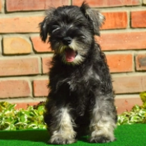 Chanel, salt and pepper Zwergschnauzer Welpen kaufen