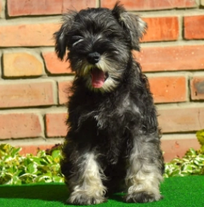 Perros Schnauzer Miniatura en venta