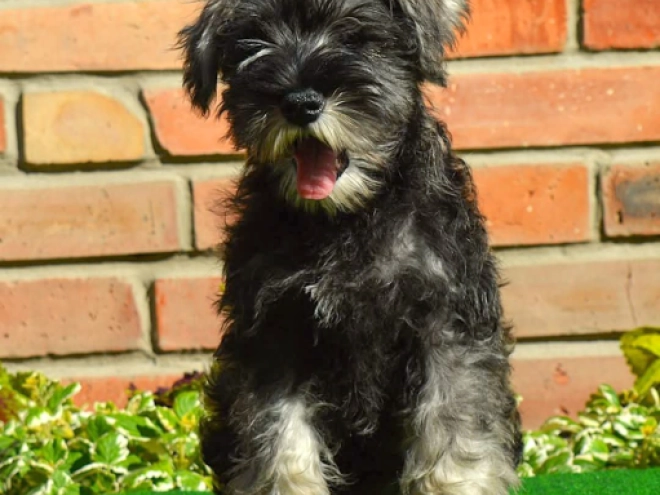 Perros Schnauzer Miniatura en venta