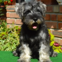 Chanel, salt and pepper Miniature Schnauzer for sale