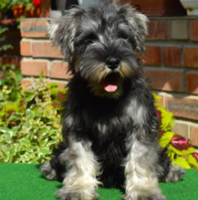 Perros Schnauzer Miniatura en venta