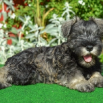 Carmen, salt and pepper Schnauzer Miniatura en venta