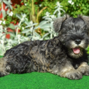 Miniature Schnauzer puppy for sale
