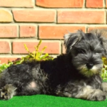 Carmen, salt and pepper Zwergschnauzer Welpen kaufen