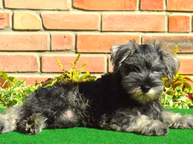 Perros Schnauzer Miniatura en venta