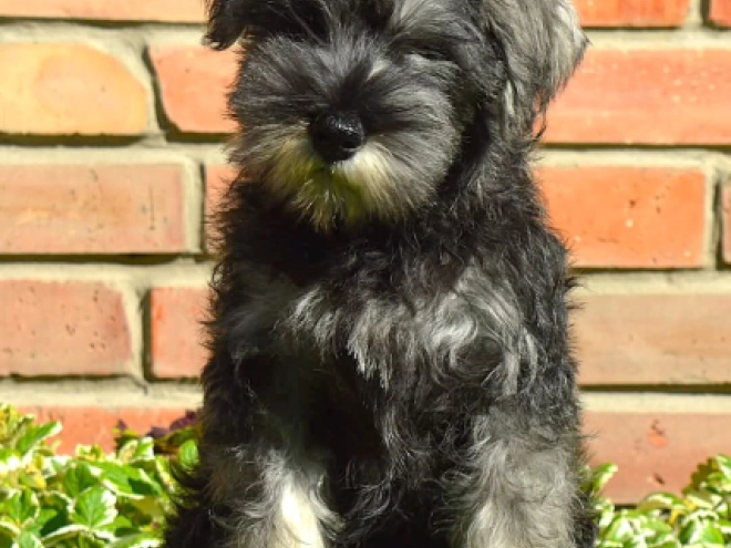 Perros Schnauzer Miniatura en venta