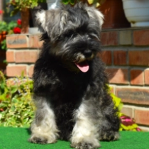 Carmen, salt and pepper Miniature Schnauzer for sale