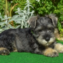 Casanova, salt and pepper Schnauzer Miniatura en venta