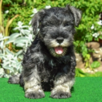 Cooky, salt and pepper Schnauzer Miniatura en venta