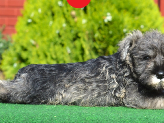 Miniature Schnauzer puppy for sale