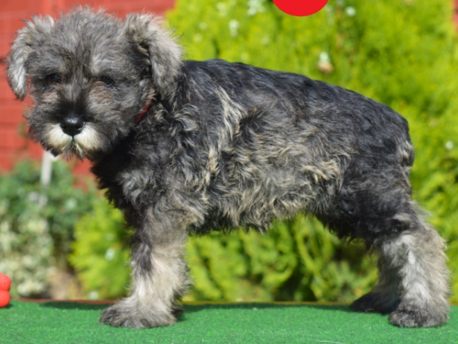 Miniature Schnauzer puppy for sale