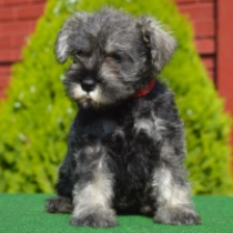 Suzie, salt and pepper Schnauzer Miniatura en venta
