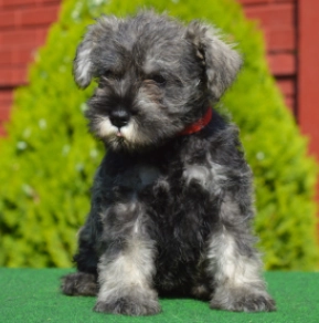 Miniature Schnauzer puppy for sale