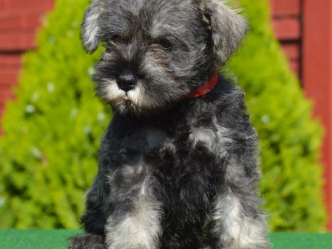 Miniature Schnauzer puppy for sale