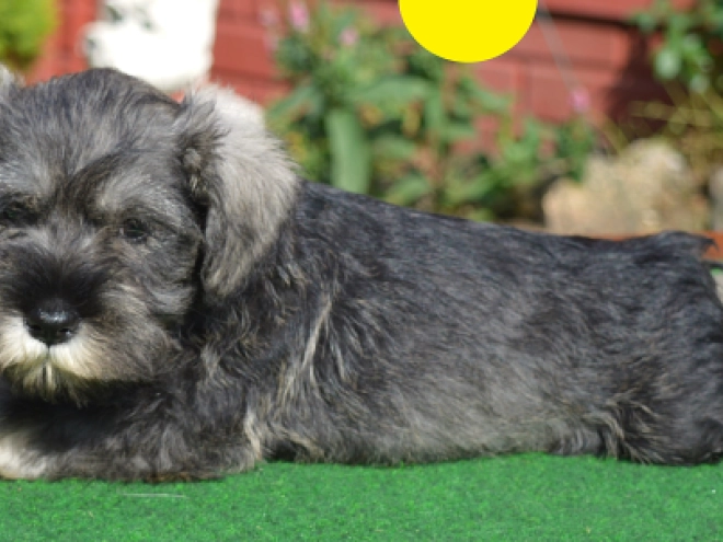 Miniature Schnauzer puppy for sale