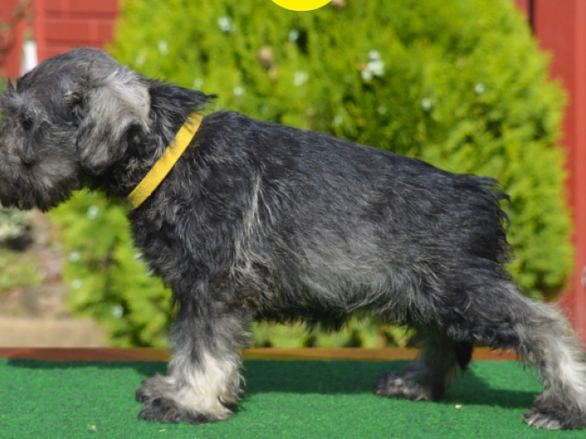 Miniature Schnauzer puppy for sale