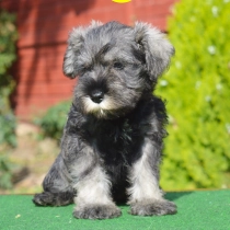 Sarah, salt and pepper Schnauzer Miniatura en venta