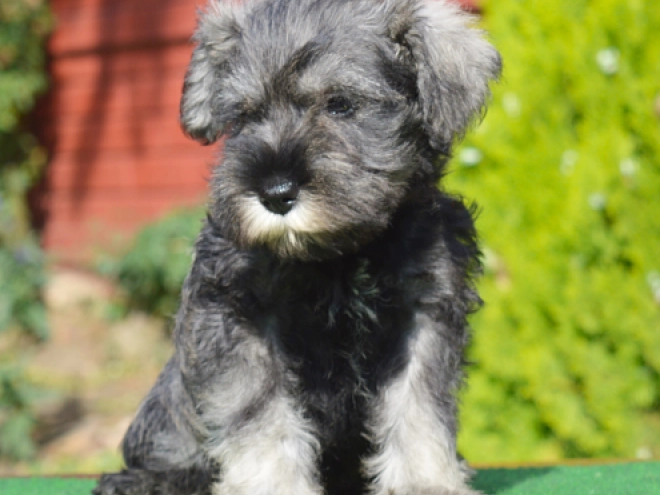 Miniature Schnauzer puppy for sale