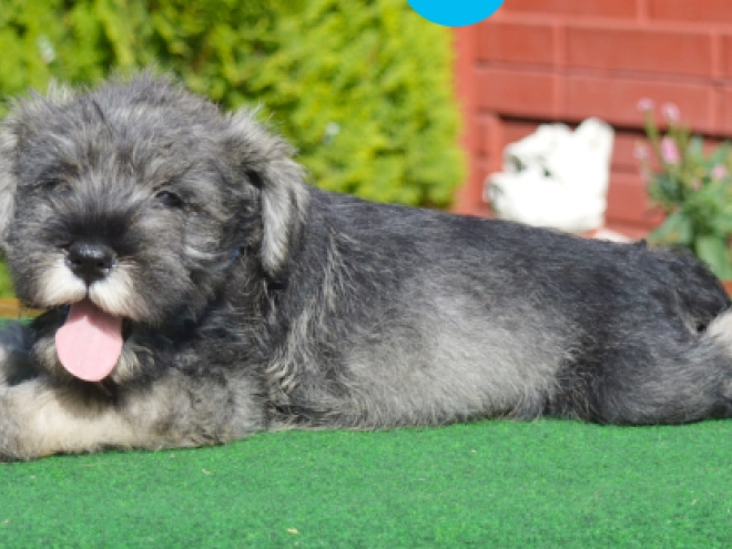 Miniature Schnauzer puppy for sale