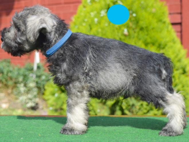 Miniature Schnauzer puppy for sale