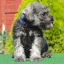 Eric Cartman, salt and pepper Schnauzer Miniatura en venta