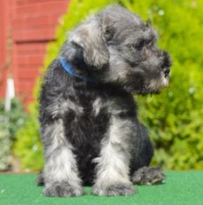 Miniature Schnauzer puppy for sale
