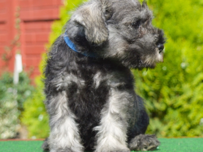 Miniature Schnauzer puppy for sale