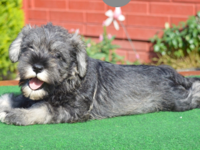 Zwergschnauzer Welpe kaufen