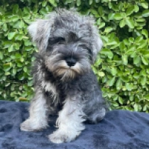Pipsqueak, salt and pepper Miniature Schnauzer for sale